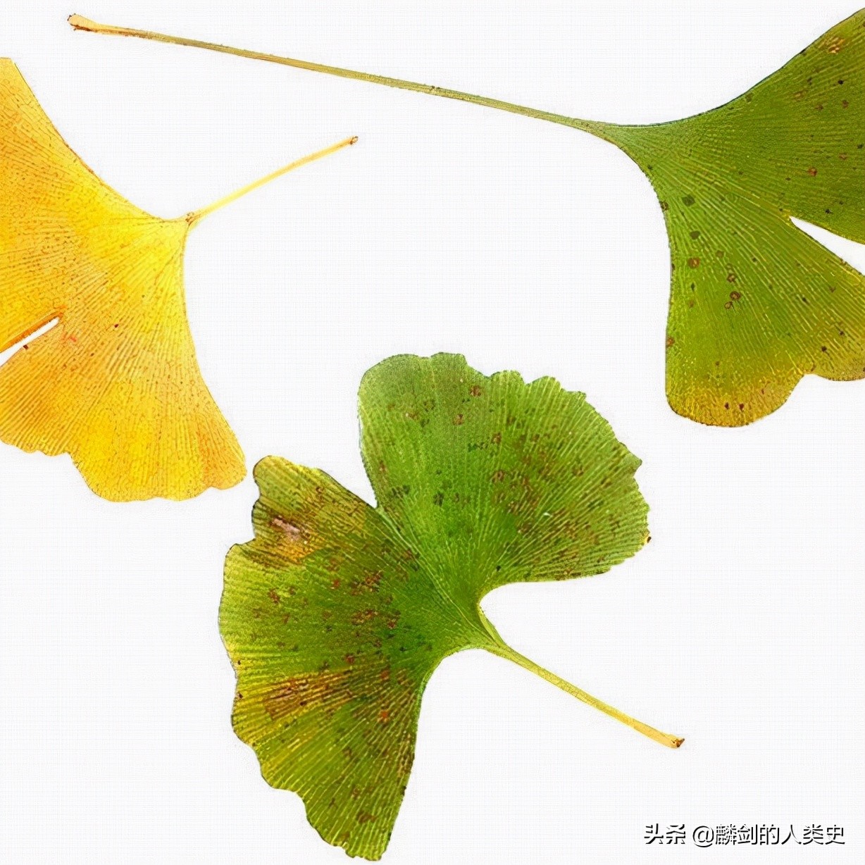 地球物种视频全集,地球动植物合集