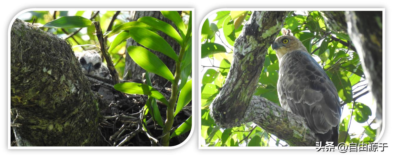 马来西亚沙巴热带雨林,沙巴亚庇雨林