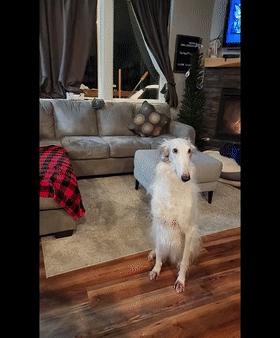 火爆外网的魔性“车座子狗”，究竟是什么梗？