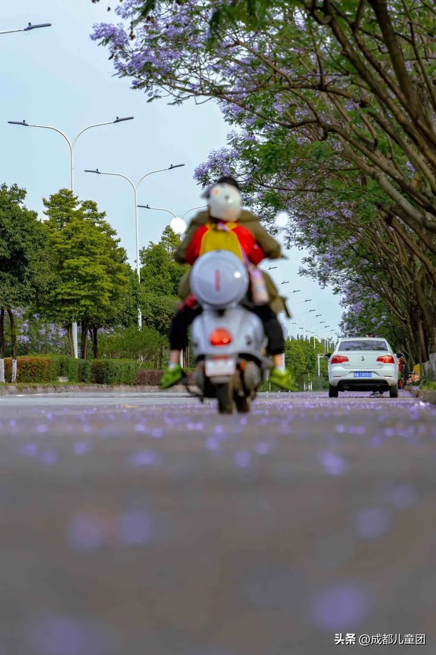 成都武晋路蓝花楹,昆明街头蓝花楹绽放成梦幻花海