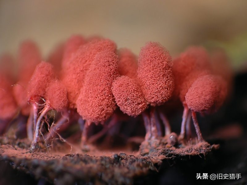 20张照片霉霉,25张令人震惊的图片