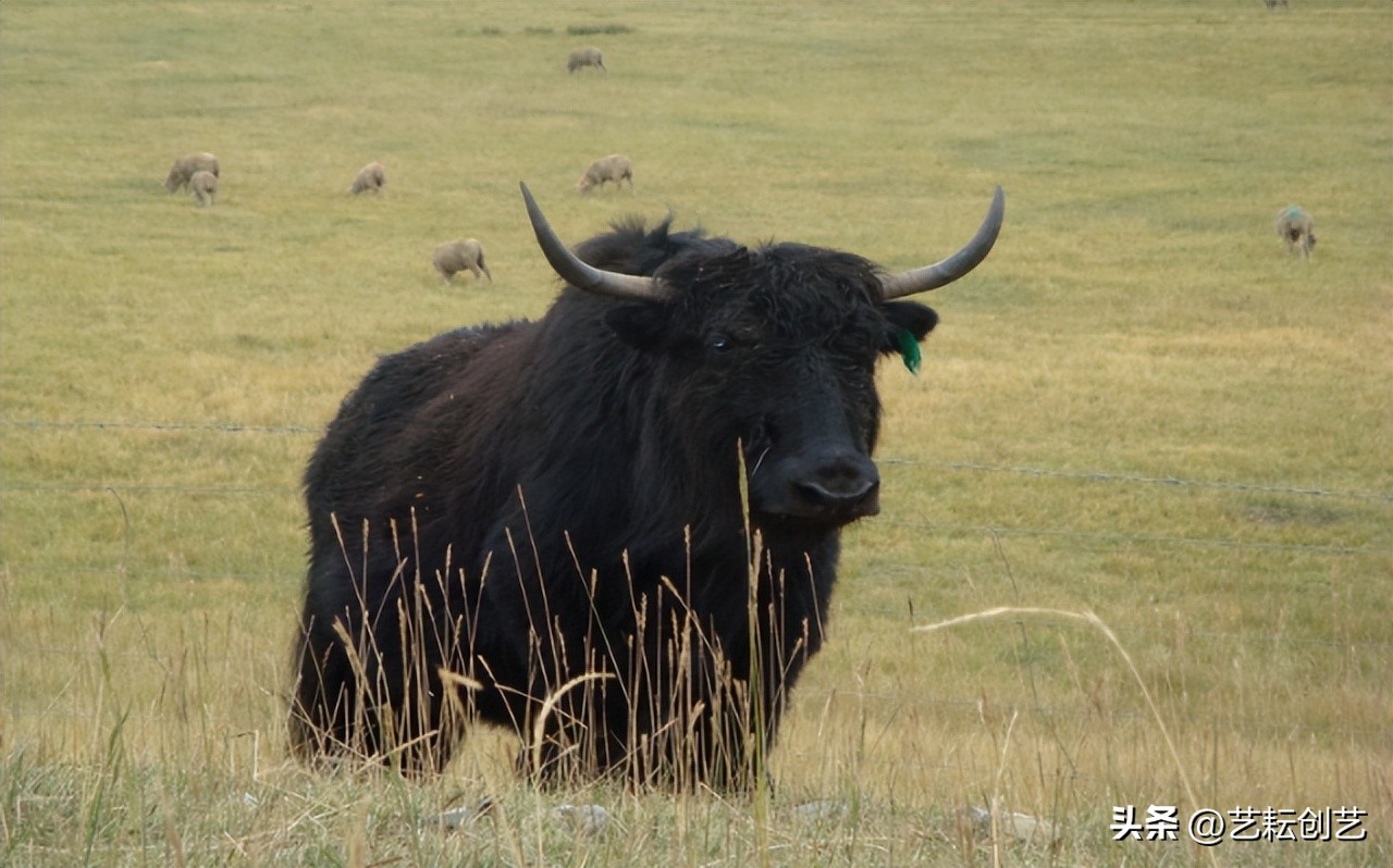 全国农产品产地分布图,甘肃省特色农产品有哪些