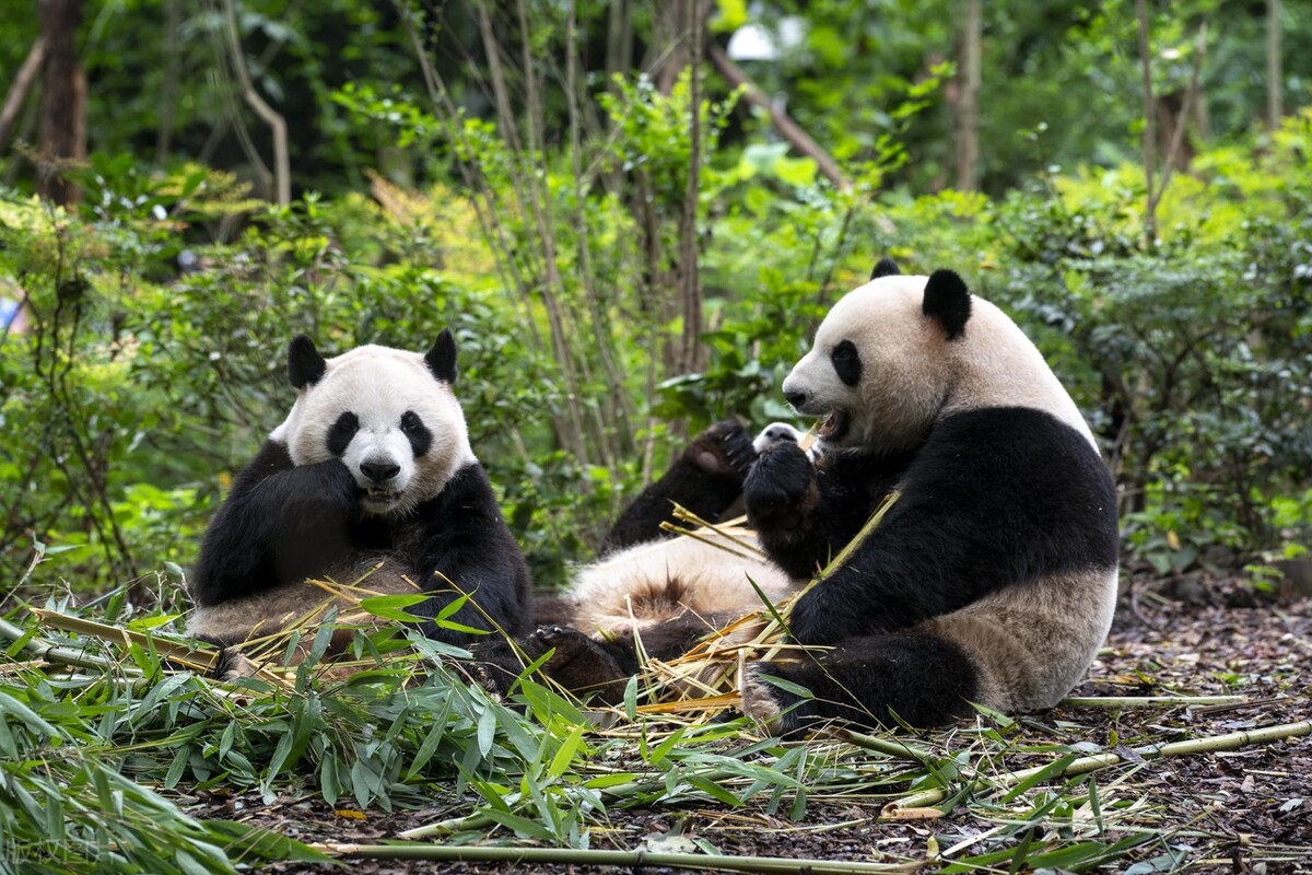 成都必去的五个景点,成都最值得去的三个景点