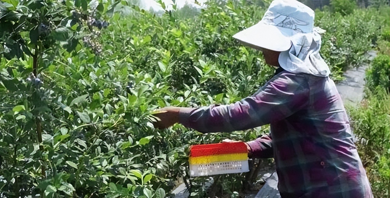普通人怎么把握乡村振兴的机会,乡村振兴是下一个创业风口