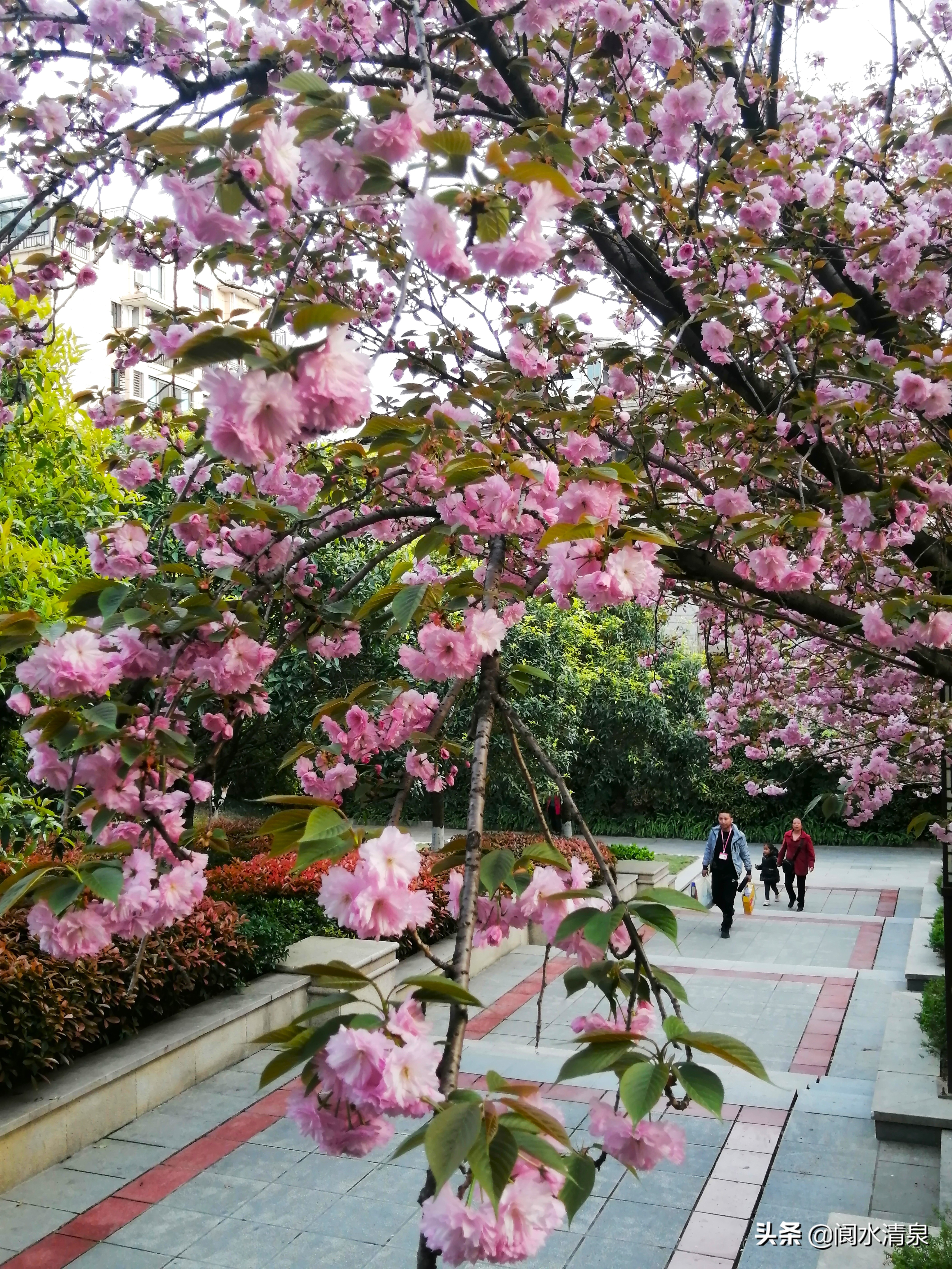举目望樱花，一朵一朵笑语盈盈腾云来