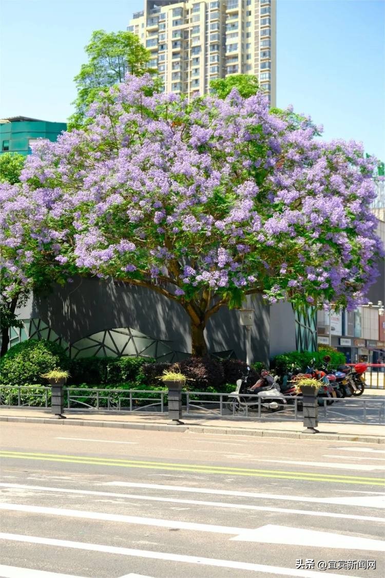 泸州蓝花楹打卡地,蓝花楹打卡点照片