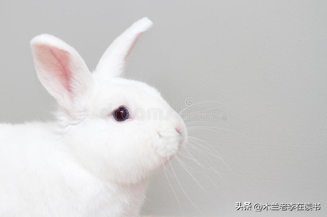 含有兔的诗词名句,关于兔的古典诗词