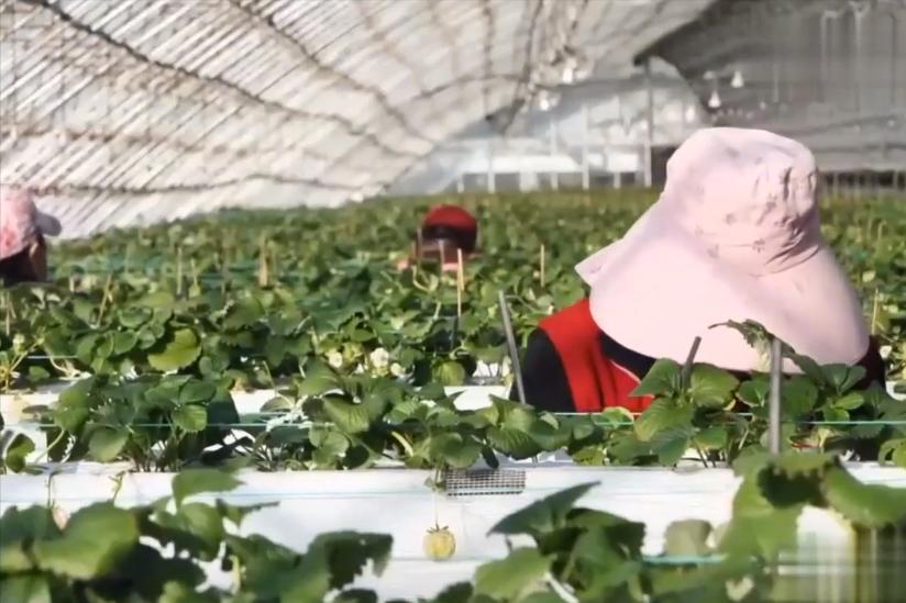 大叔研究彩票十年,大叔盲盒