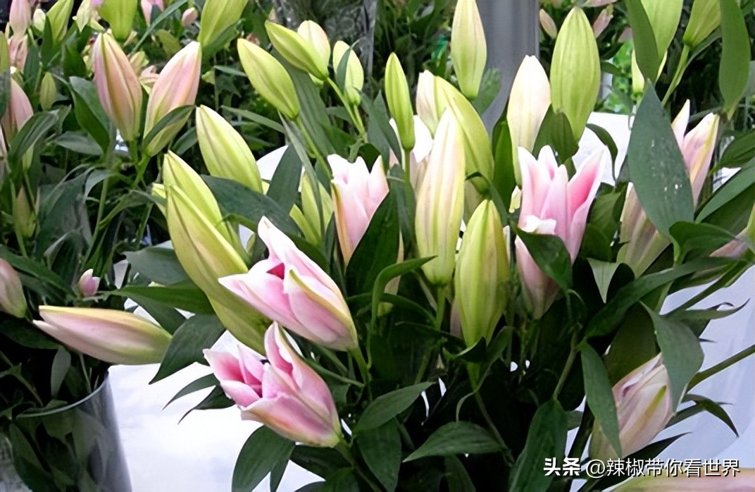 外地旅游连云港好吃的美食推荐,连云港旅游推荐美食