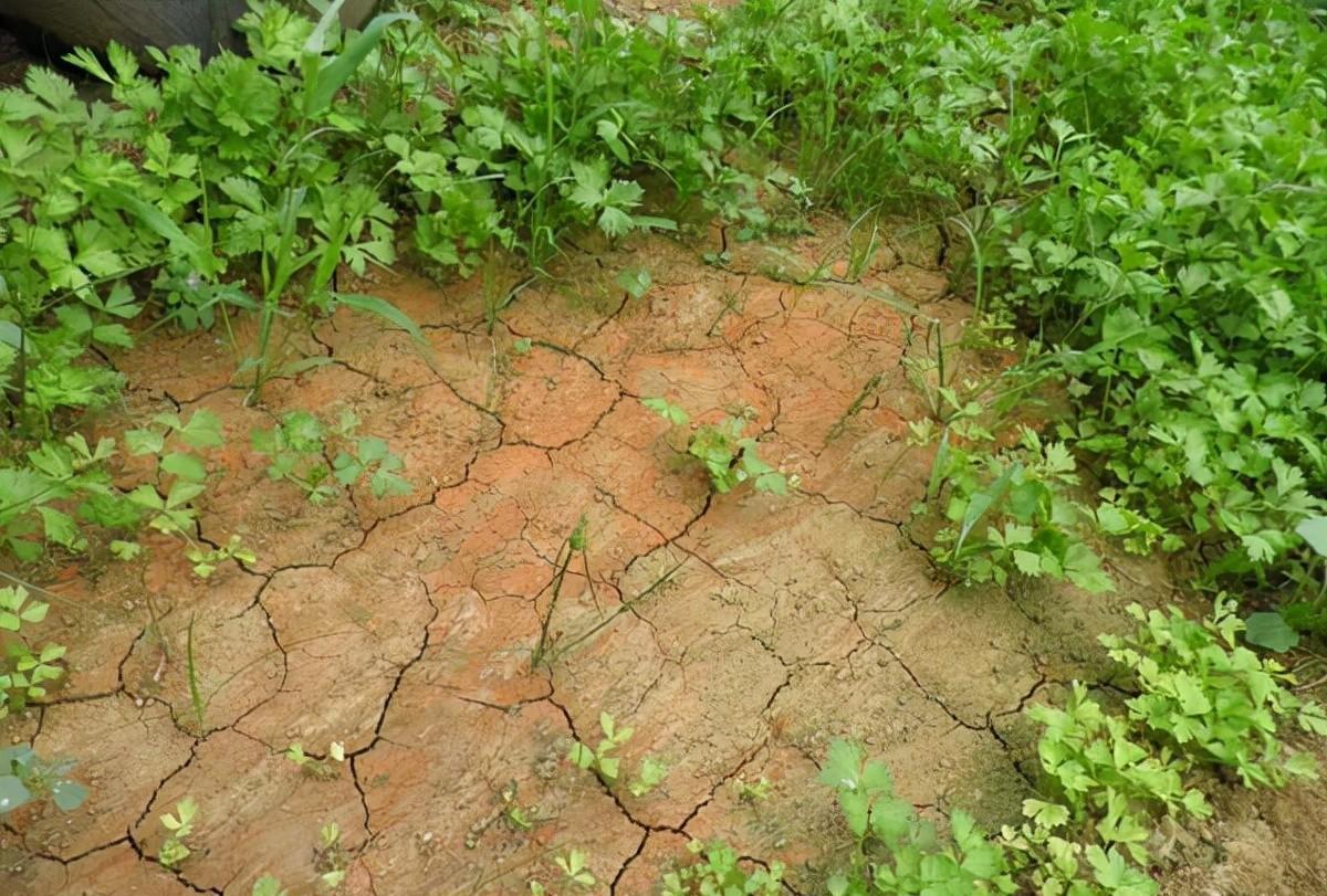野生蚯蚓利益链从未终断？广东再现电蚯蚓，暴利下隐藏着什么危机