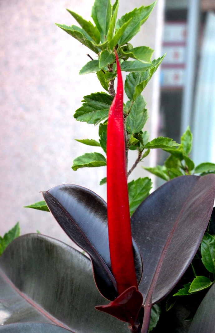 浣撴鍓嶄竴澶╁皬閰屽彲浠ュ悧,浣撴鍠濋厭