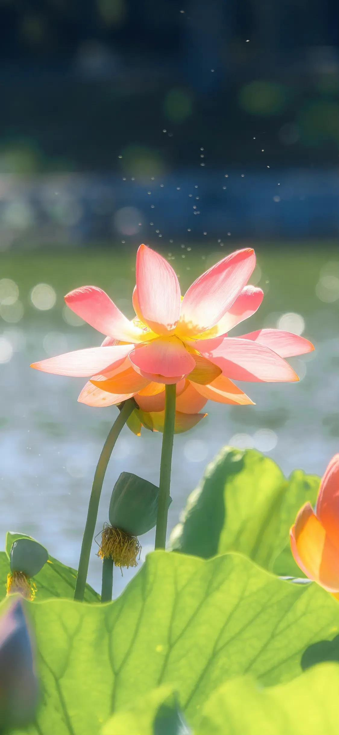 荷花荷叶壁纸图片大全,荷叶手机壁纸高清图片