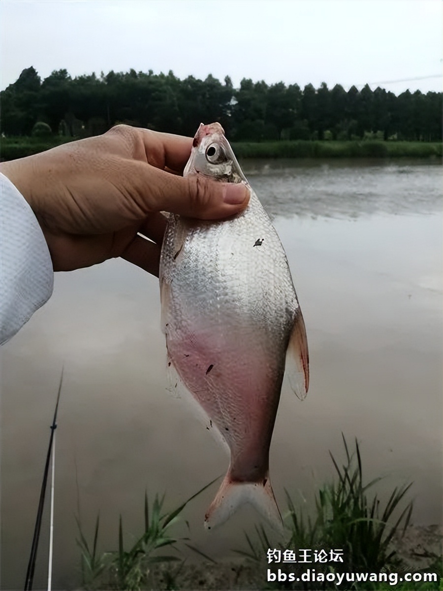崇明北横引河水深,北横引河能钓鱼吗