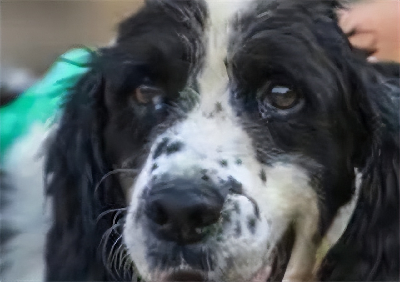 汶川地震搜救的事件,汶川地震惨烈救援人员回忆哭了