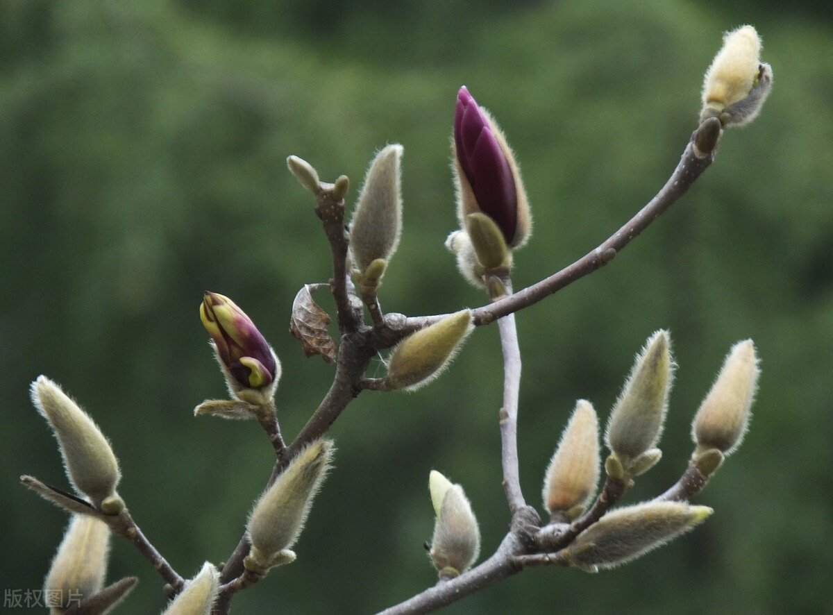 本草纲目中辛夷的说明,辛夷本草纲目