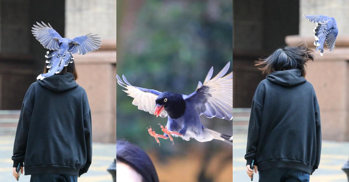 大鸟袭击人,大鸟伤人事件