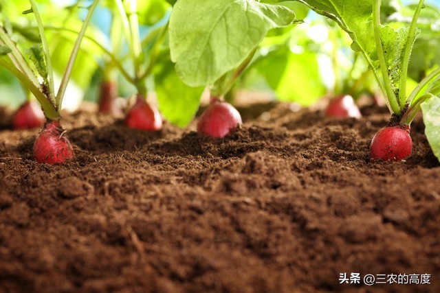 怎样种植的樱桃萝卜又脆又甜,北方露地樱桃萝卜种植时间和方法