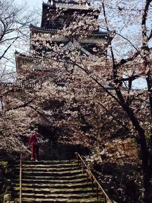 段哥福建,段哥跨境