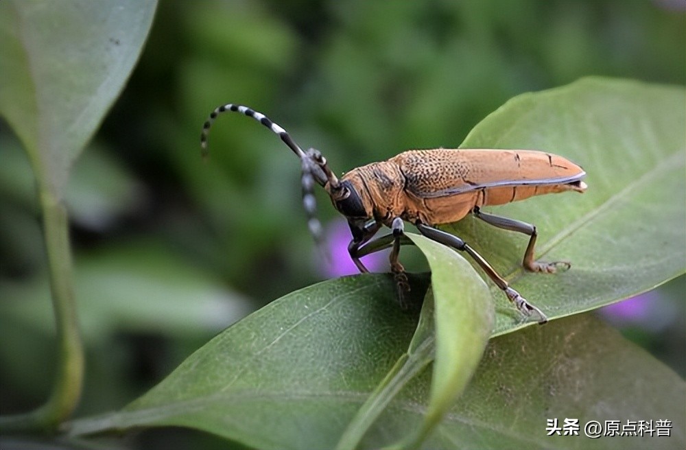 美国的昆虫入侵,盘点入侵美国的七大昆虫