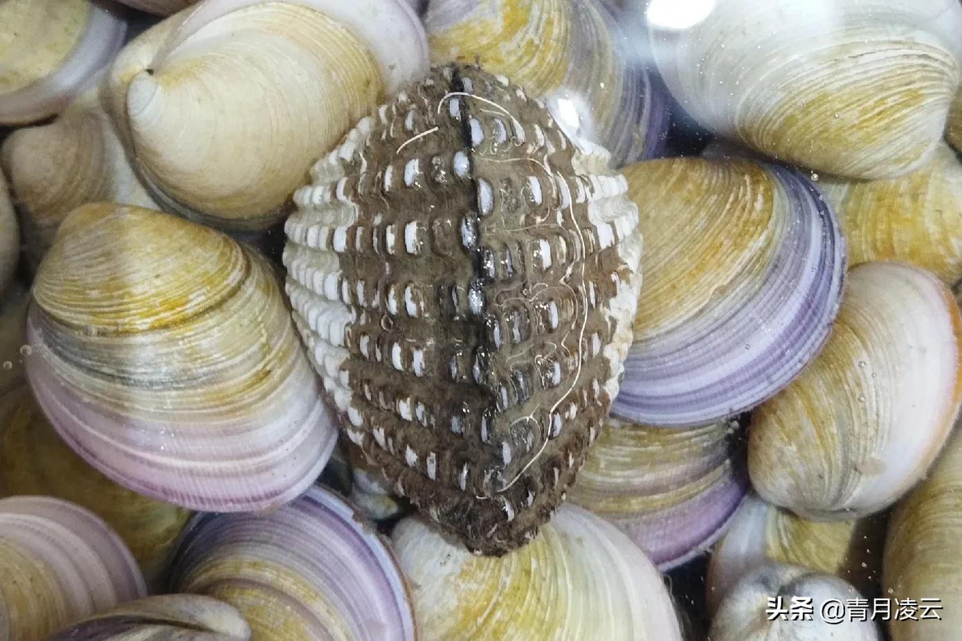 海鲜市场常见海产品图鉴,海鲜市场常见海产品图鉴表图例