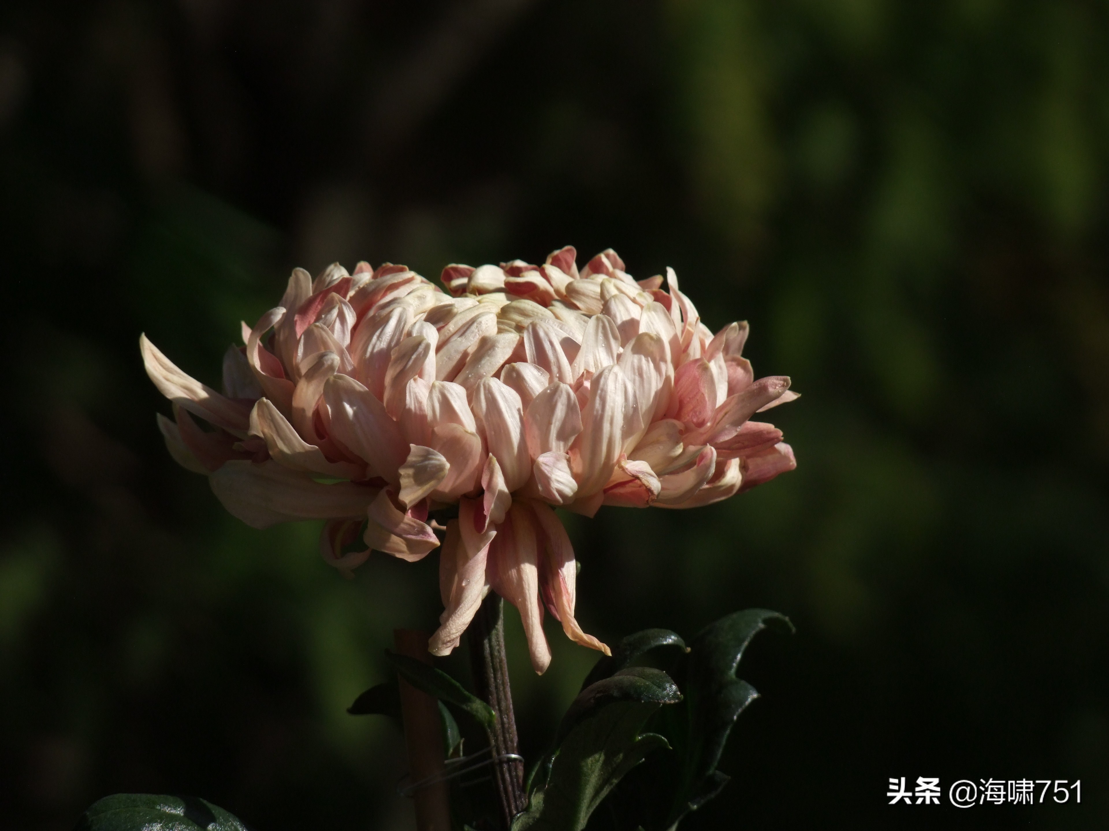 黄花岗公园开放时间,黄花岗公园停车