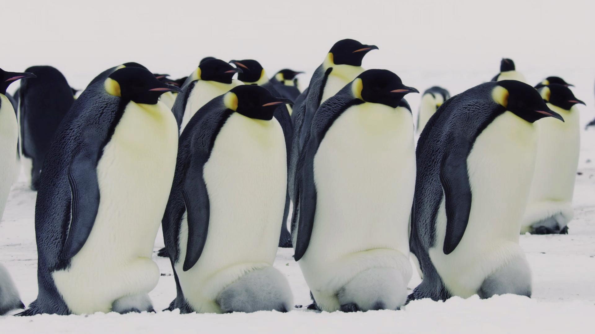 为什么动物都会定期发情，人类女性却要隐藏“发情期”？