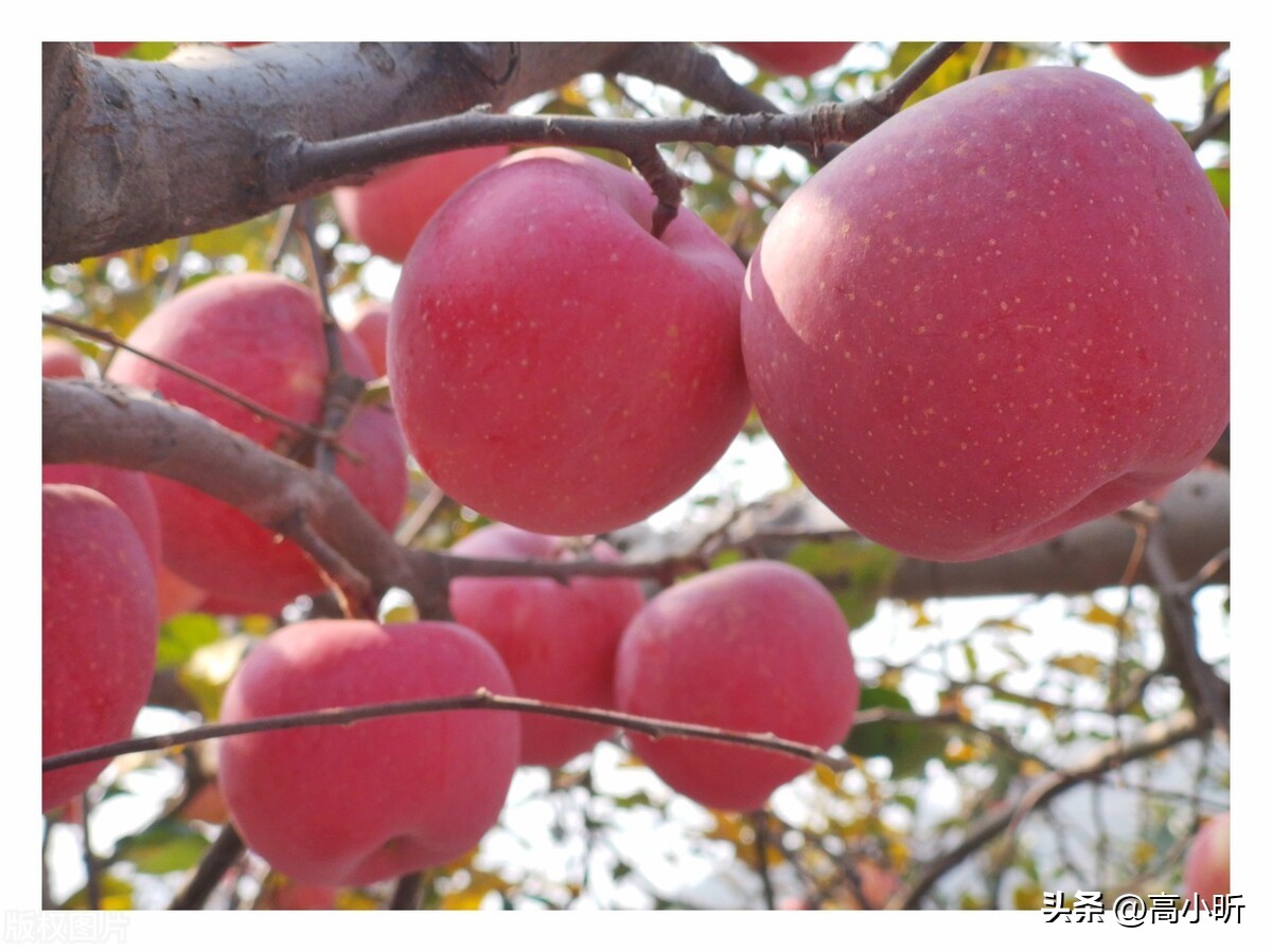 现在中国哪里的苹果最便宜最好吃,中国苹果口感最好的地方