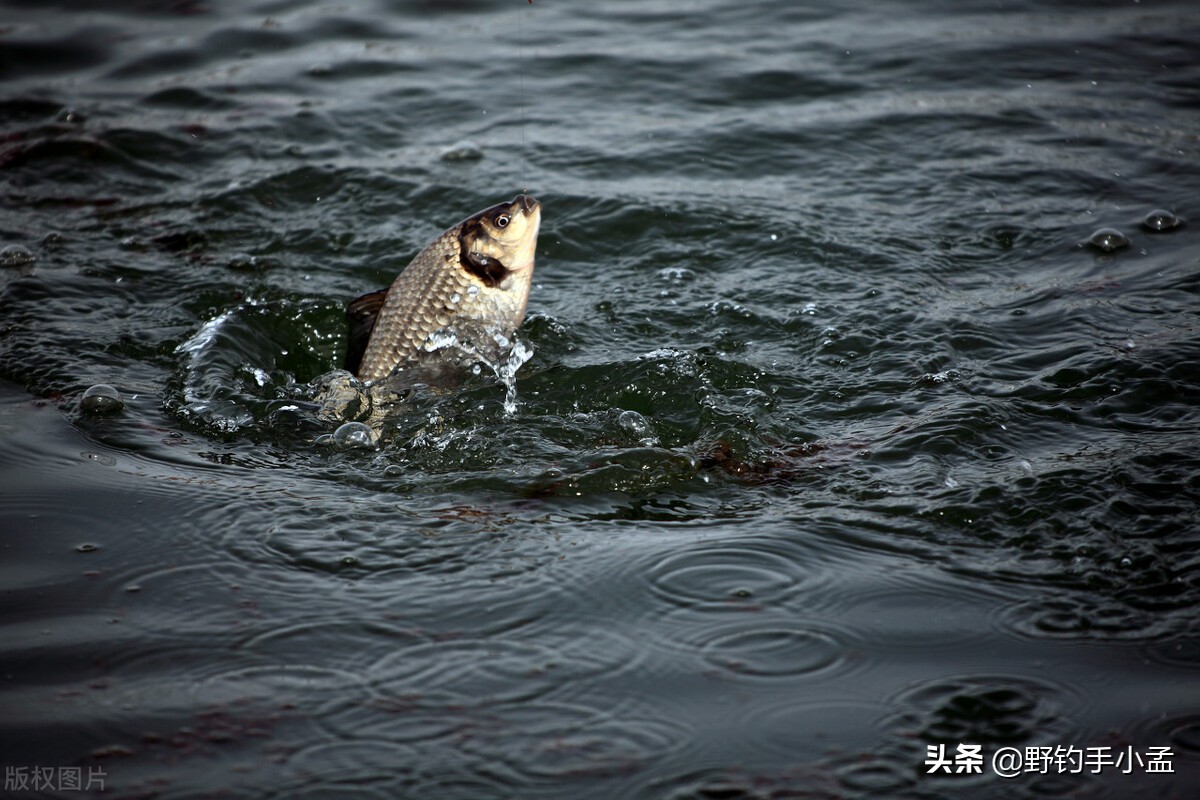 钓鱼十几年，唯独这种钓法戒不掉，不仅省事，关键钓的鱼还大
