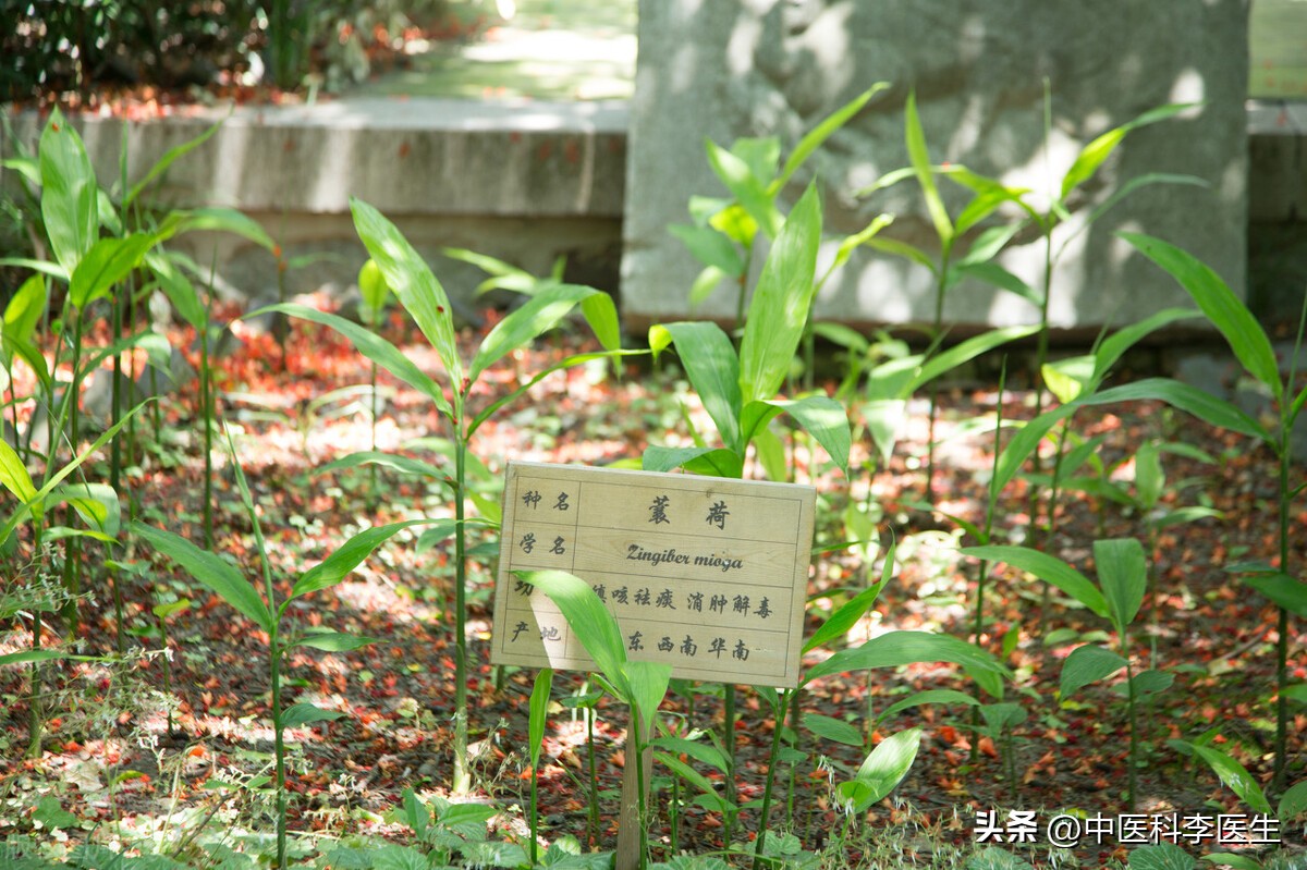 中药黄精生的与炮制有什么区别,炮制过的黄精功效