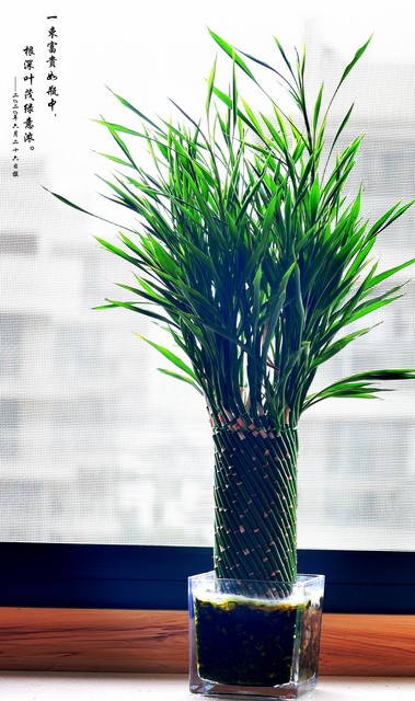 客厅养树家旺人富,客厅种什么树旺宅还好养