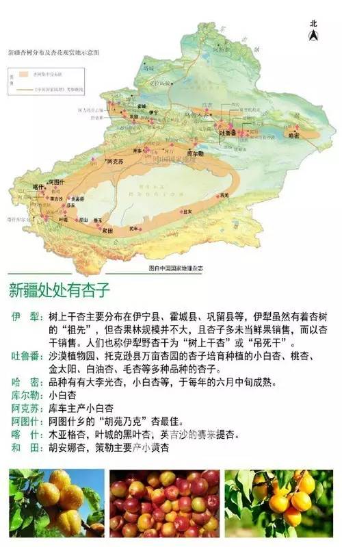 *疆新**瓜果季之“杏”福生活