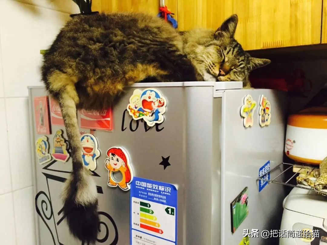 江苏偷猫事件,偷猫人被抓新闻