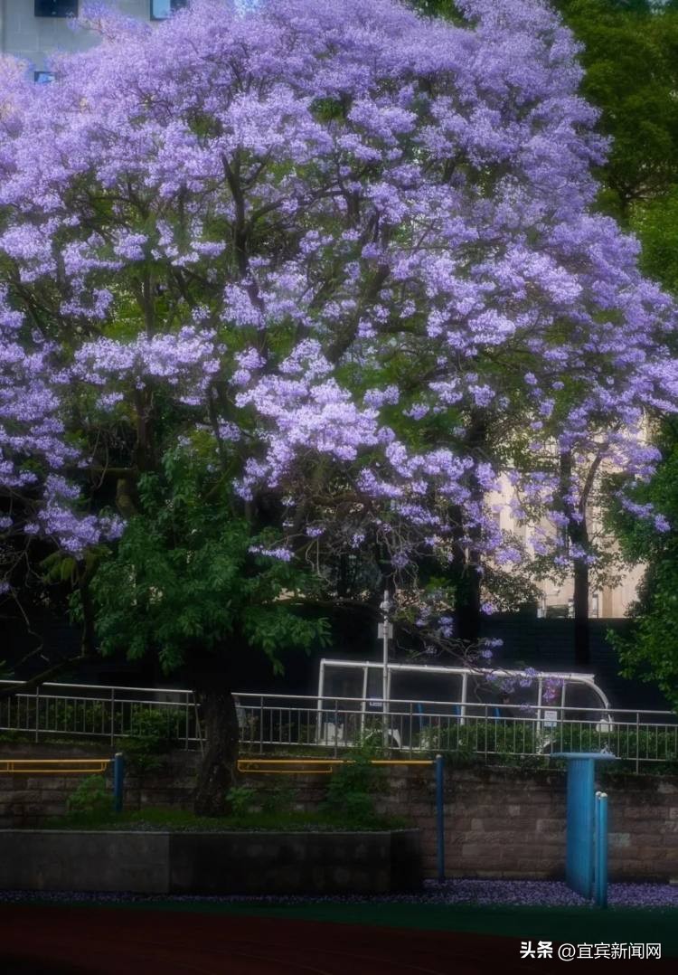 泸州蓝花楹打卡地,蓝花楹打卡点照片