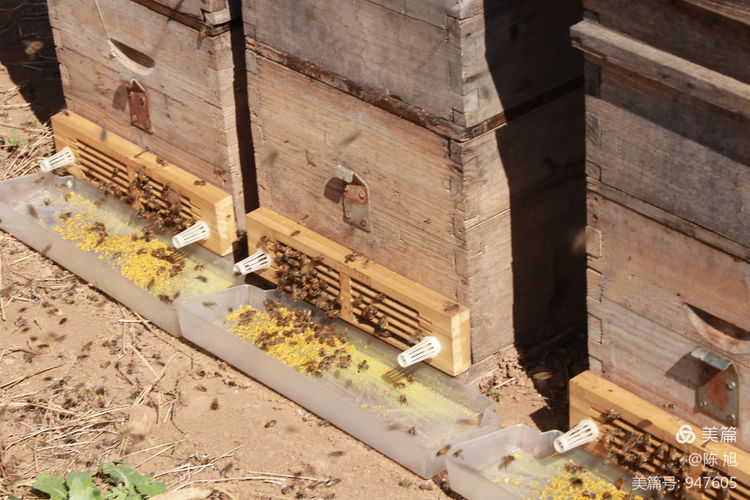 渑池孟村：油菜花儿香，蜜蜂采蜜忙