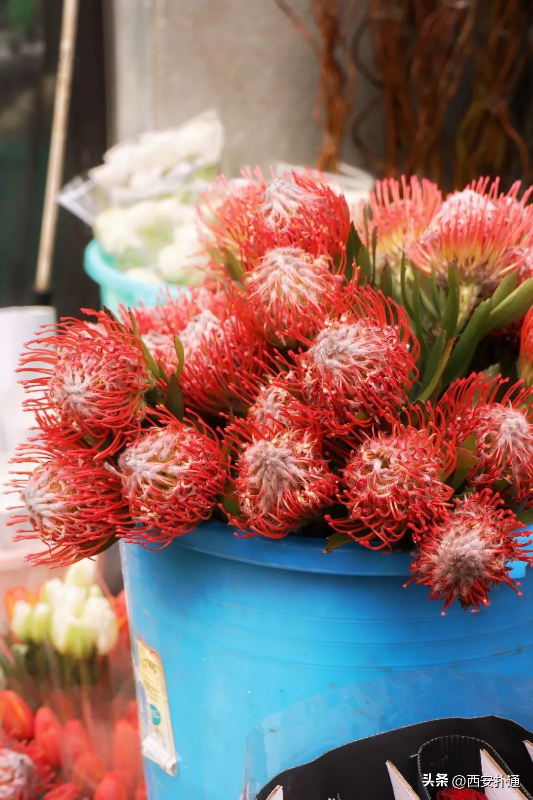 西安情人节去哪比较好,西安买花攻略