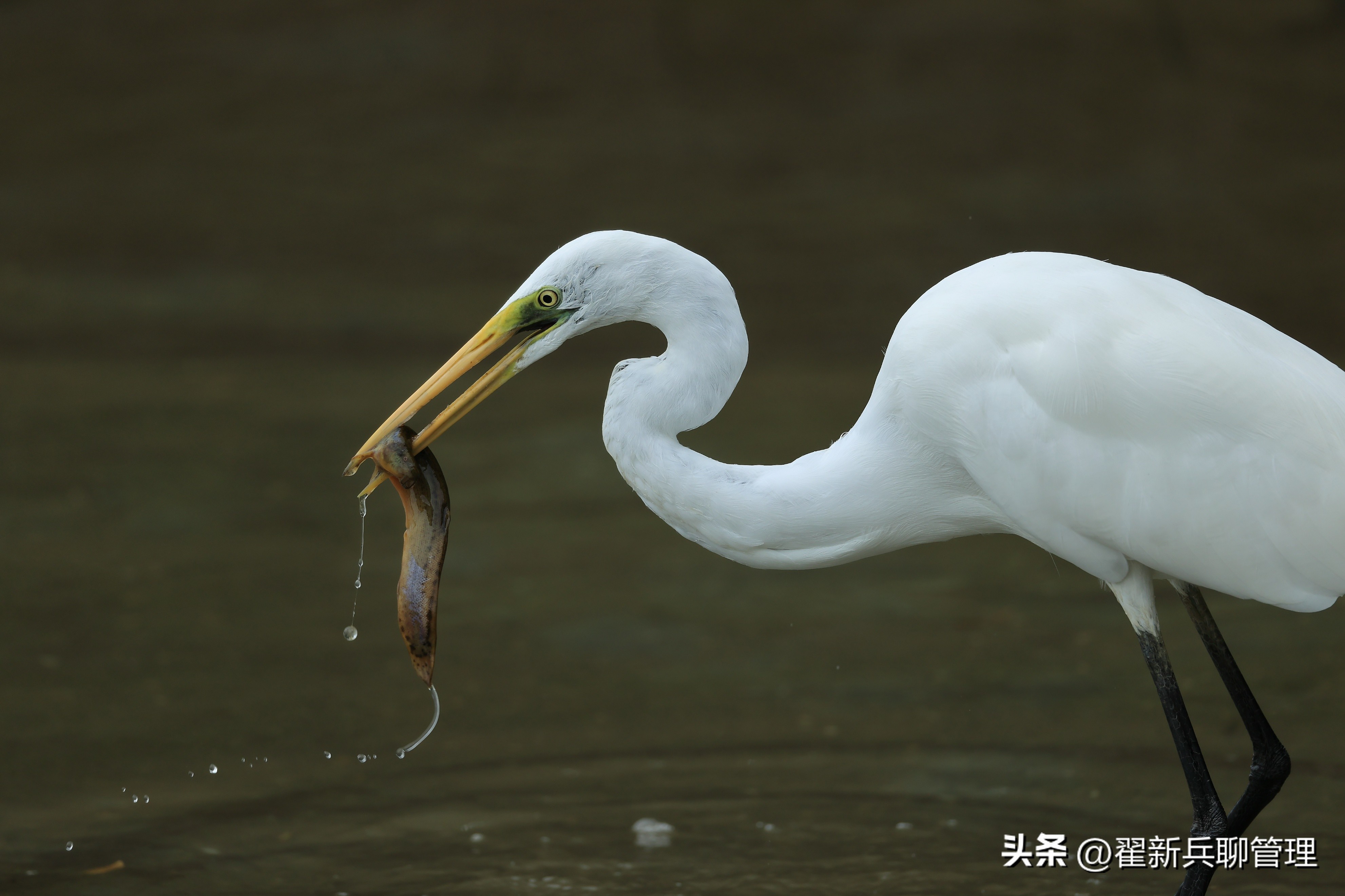 从钓鱼悟到的人生道理,钓鱼路上感悟人生最经典