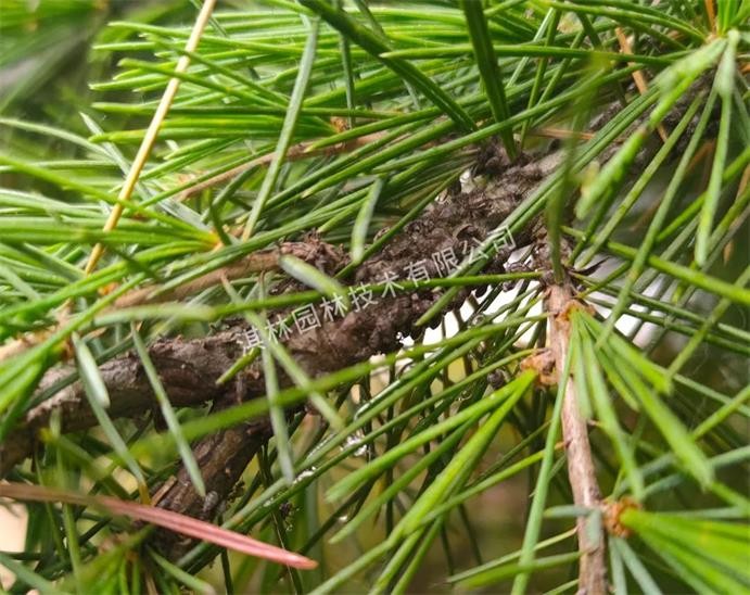 松树针枯病是什么原因,松树枯梢是什么原因
