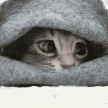 冬天猫咪一直睡觉无精打采,冬天猫咪睡觉会感觉冷吗