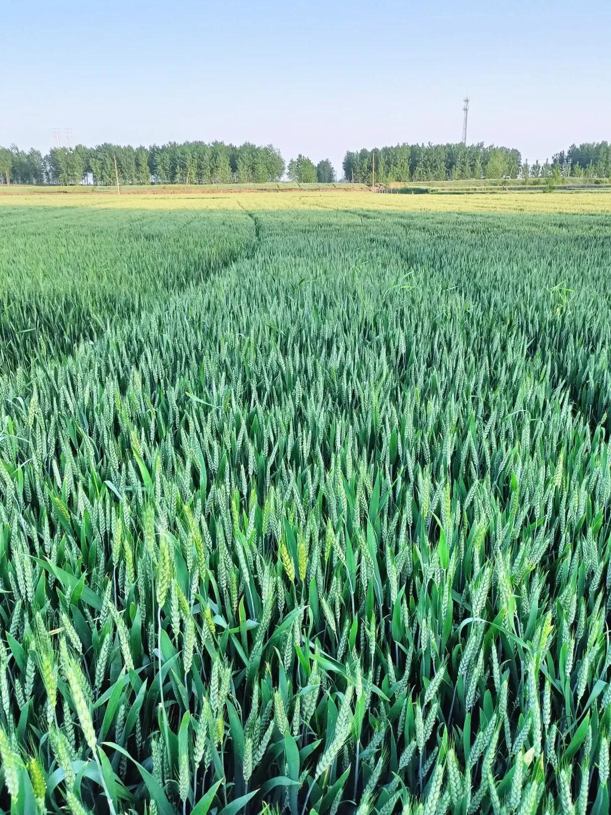 黄河粮仓——山东齐河县，这里是济南的后花园，即将迎来麦收时节