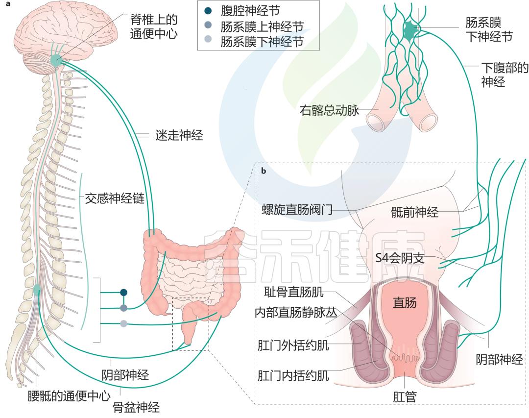 先别冲！原来你是这样的——“便便”