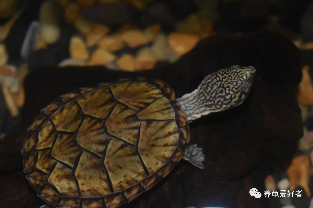 家养的龟为何养不出野生的感觉,野生龟与家养龟的区别是什么