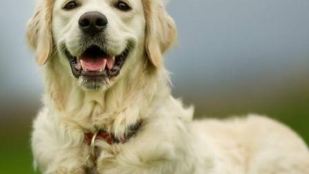 狗狗胰腺炎怎么治疗最好的方法,胰腺炎的症状胰腺炎的治疗和预防