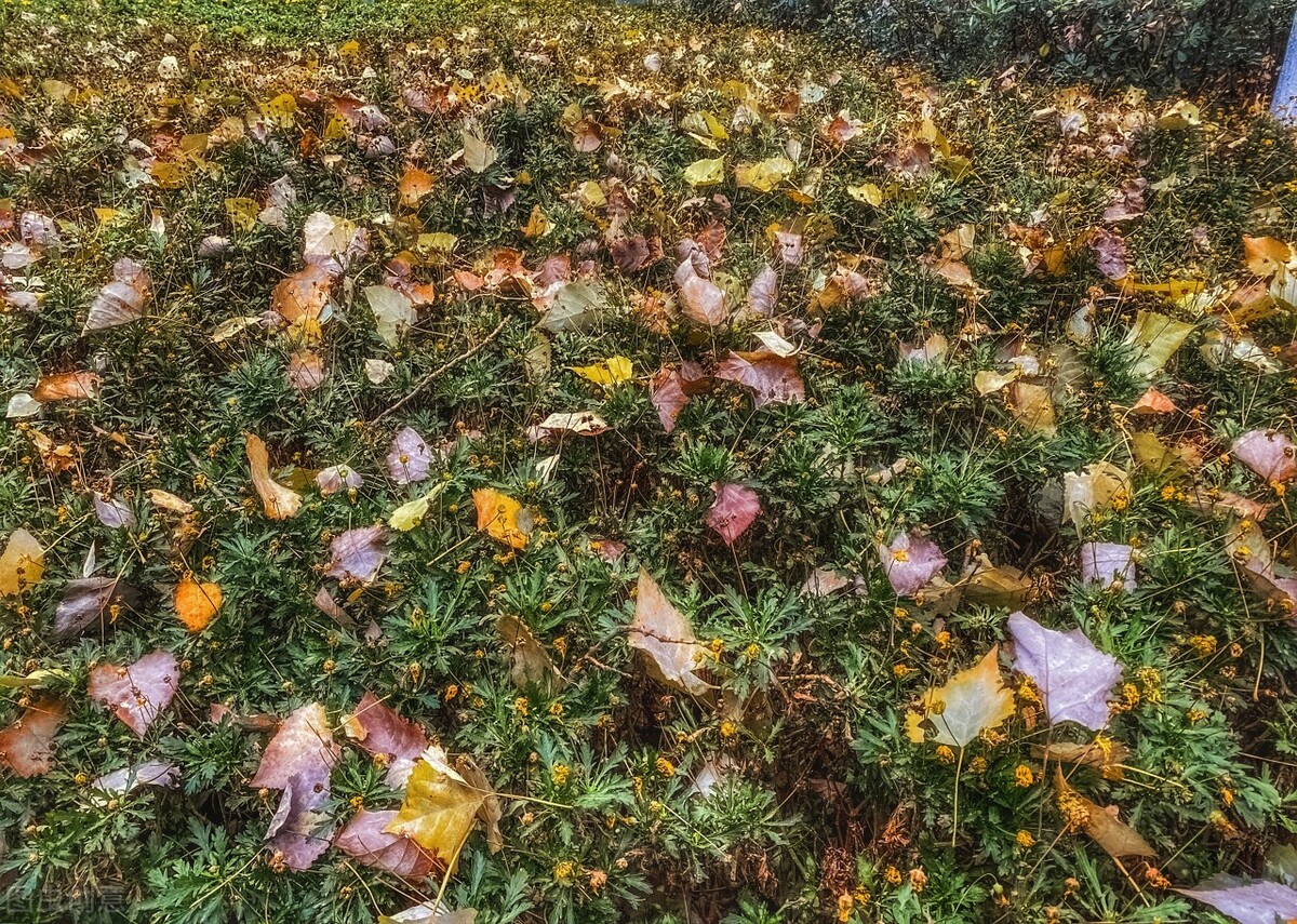 离离原上草一岁一枯荣的翻译,离离原上草一岁一枯荣诗句的意思