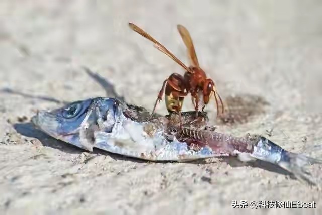 神奇！一种蜜蜂进化出咬肉的牙齿！蜜蜂改吃肉了？还有蜂蜜吃吗？