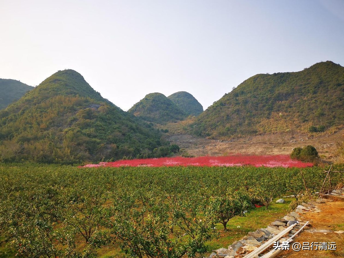 清远哪里有桃花树,广东清远阳山桃花源