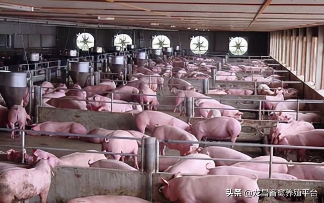 养猪场母猪常见病,猪场母猪主要存在哪些问题