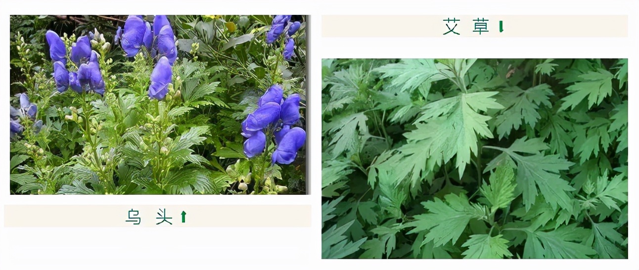 春天不宜吃的和必须吃的,春天哪些食物不宜吃