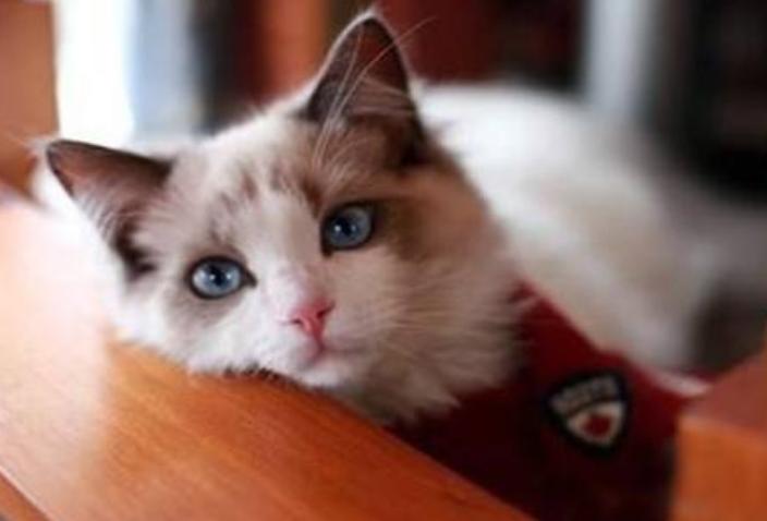 猫伤口愈合注意事项,猫伤口清洗用什么药