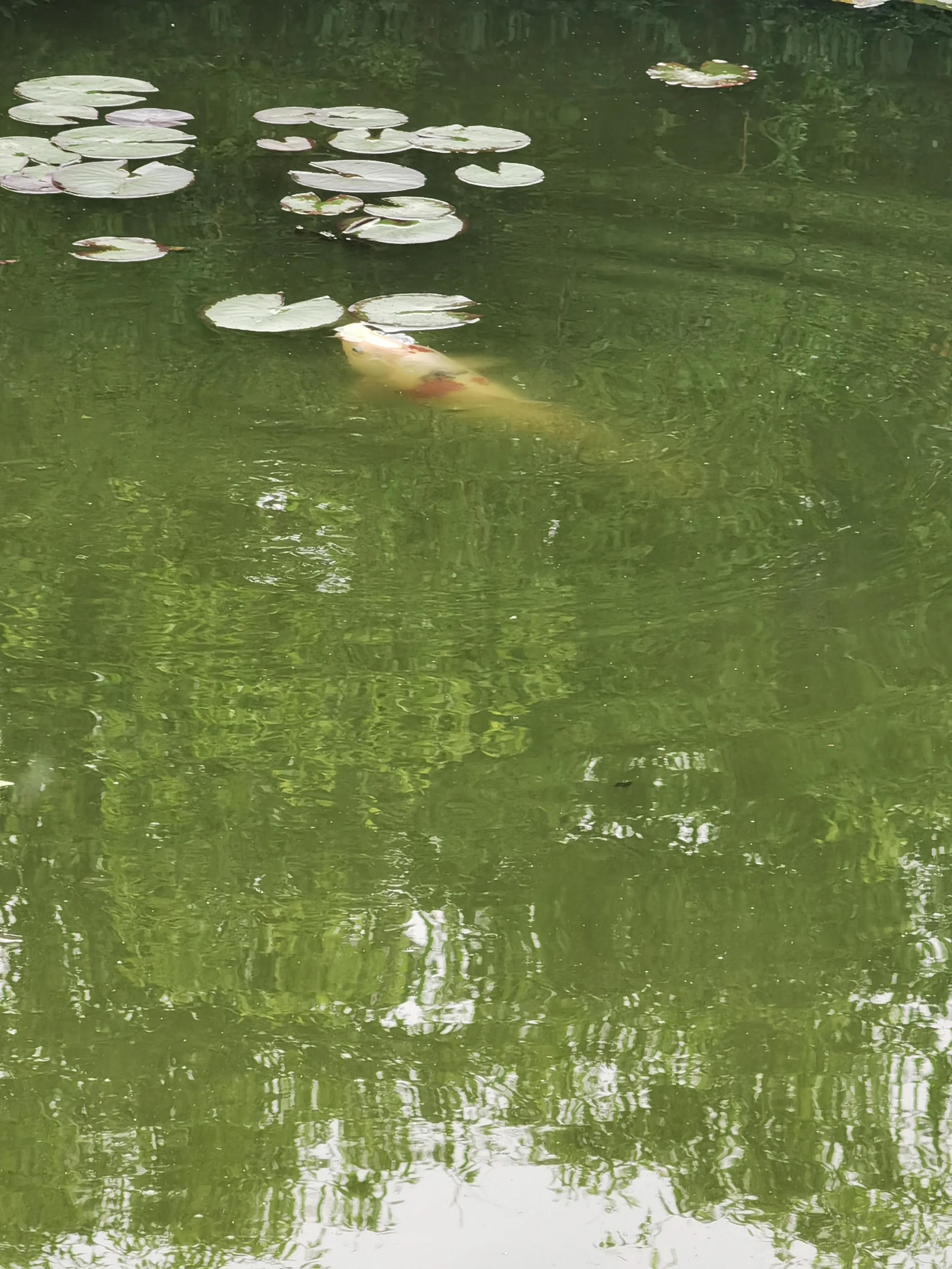 生活日记家的味道,生活札记300字