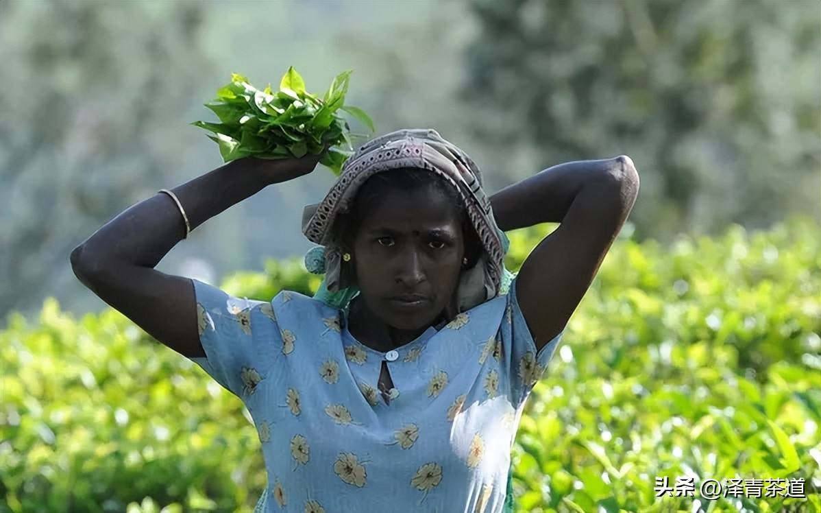2022年茶行业未来发展与前景,未来十年茶行业的发展机会